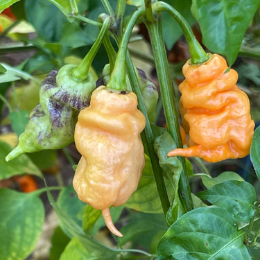 Thors Hammer Peach - Seeds - The Pepper Pantry (Formerly Marie Sharp's)